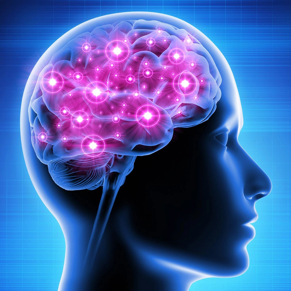 brain